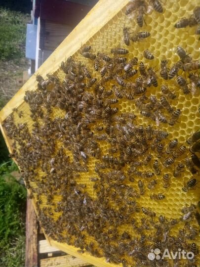 Пчёлосемьи.пчелопакеты