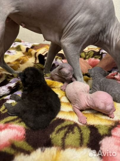 Котята петерболд