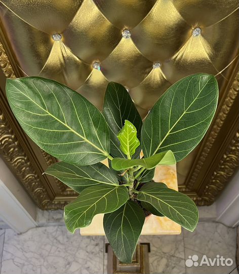 Фикус бенгальский одри