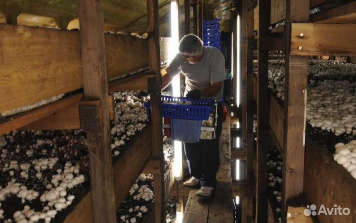 Гoд веcь можнo