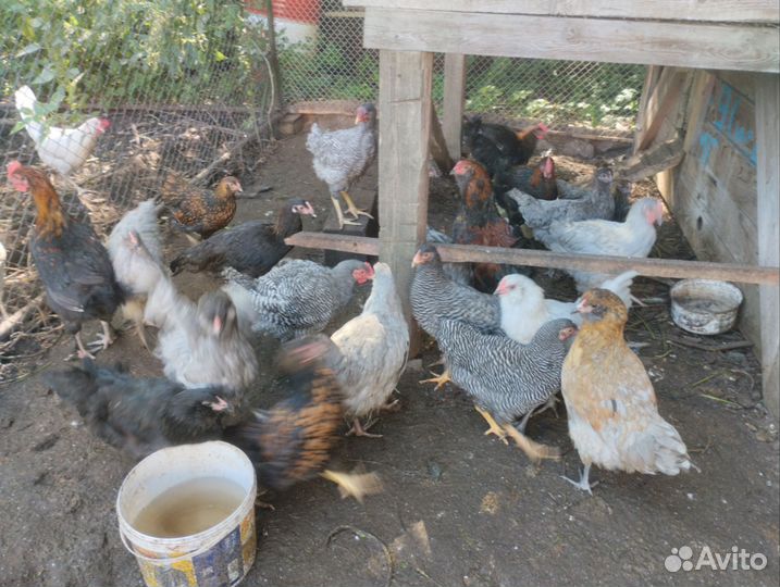 Куры молодки несушки