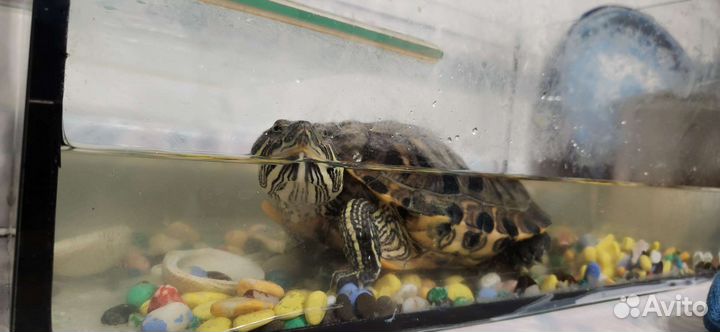 Черепаха
