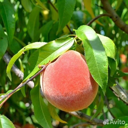 Саженцы персика в ассортименте