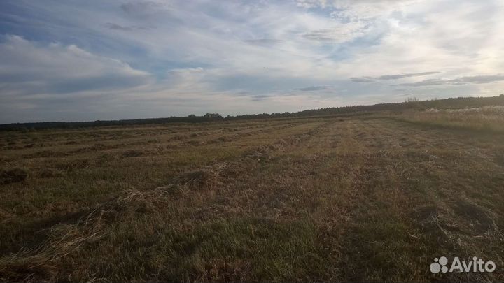 Продам сено