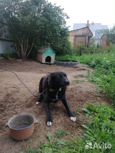 Отдам кобеля в добрые руки