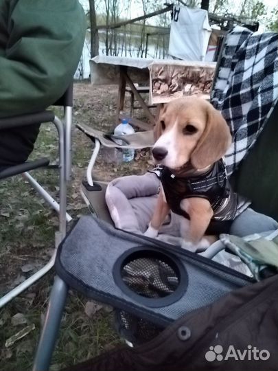 Бигль в добрые руки