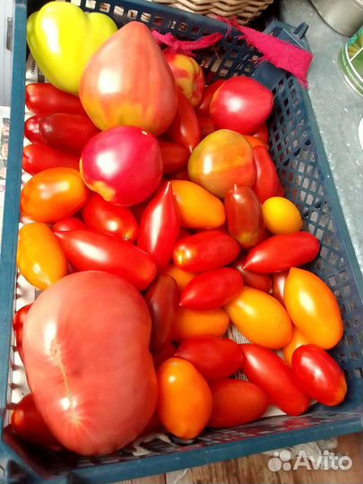 Помидоры сладкие вкусные