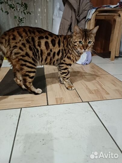 Бенгальские кот