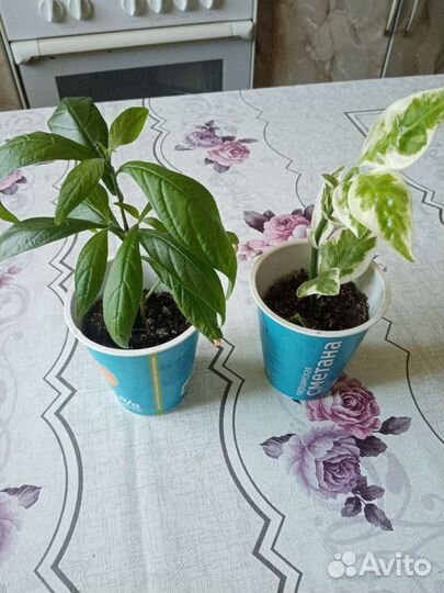 Драцена, королевская пеларгония, Пахистахис, молоч