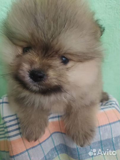 Щенки шпица