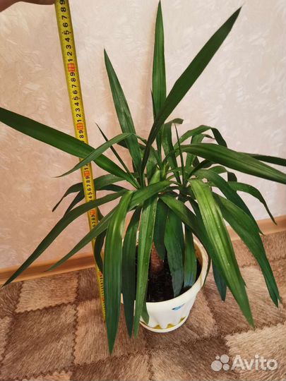 Юкка, драцена