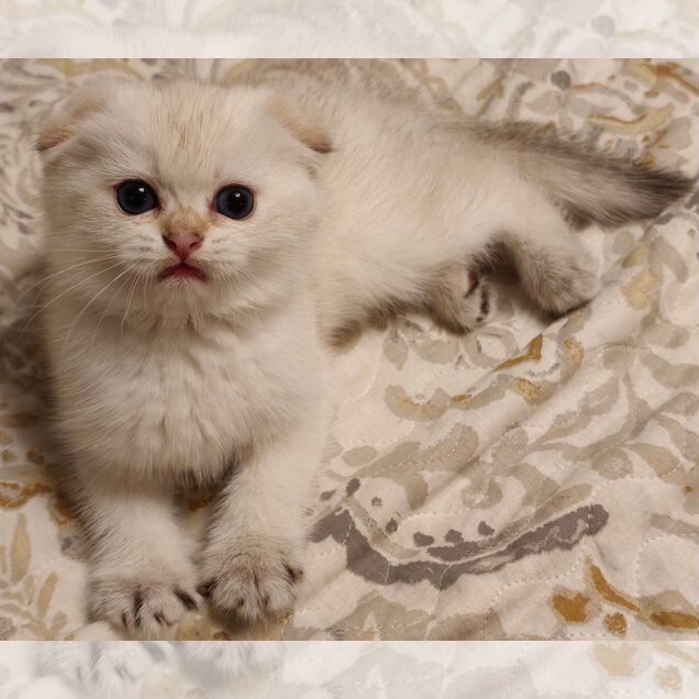 Шотландский вислоухий короткошёрстный котёнок