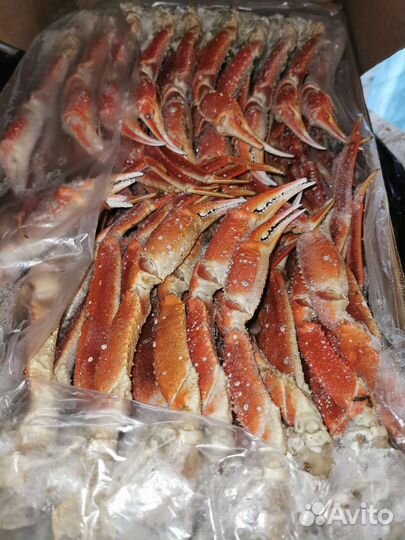 Конечности краба стригуна