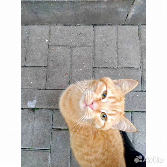 Рыжик котик в добрые руки