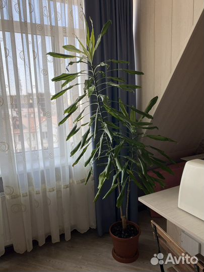 Пальма юкка