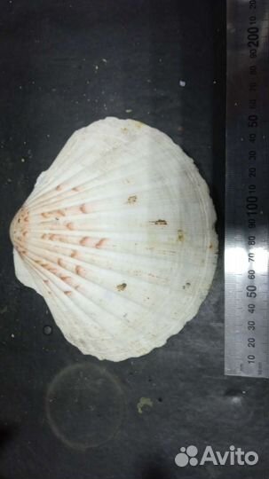 Ракушка морская большая около 15 см