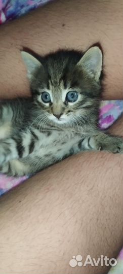 Котёнок (мальчик)