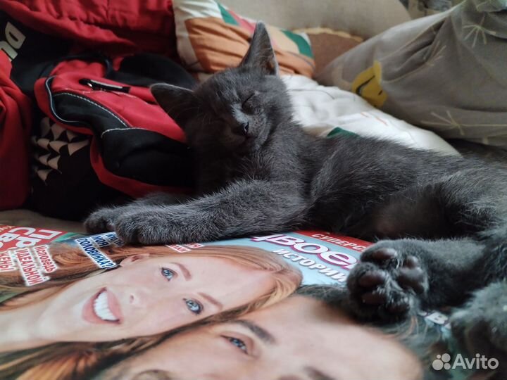 Котёнок в добрые руки