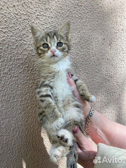 Котята Дома на Набережной