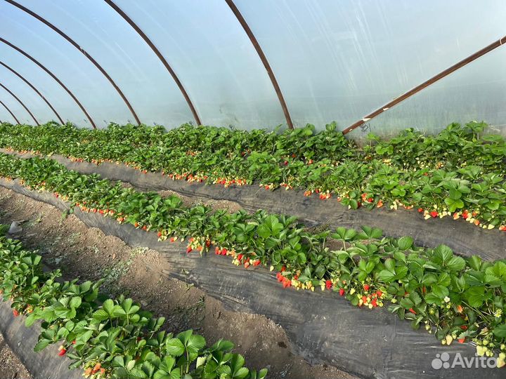 Рассада клубники