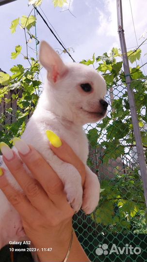 Щенки чихуахуа