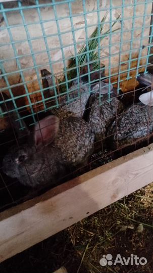 Кролики великаны