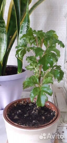 Полисциас Комнатные растения