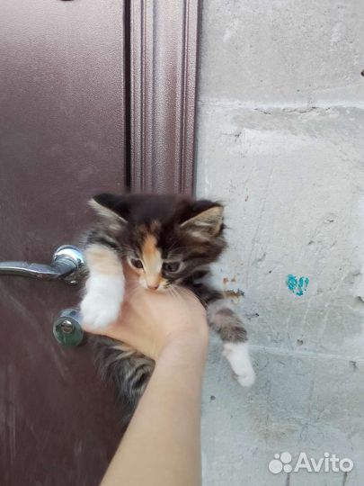 Кошка в дар бесплатно