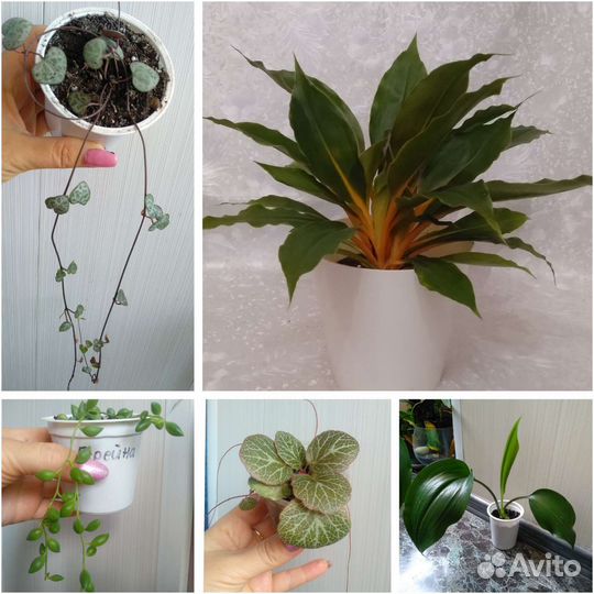 Эухарис амазонская лилия, и другие