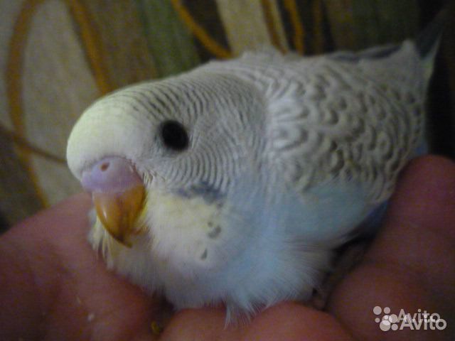 Волнистые малыши домашнего разведения