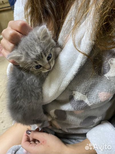 Котики бесплатно в добрые руки
