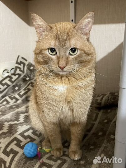 Рыжий супер-кот
