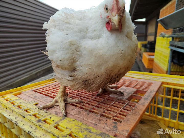 Цыплята бройлера