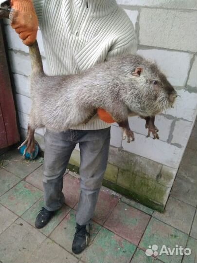 Мясо нутрии