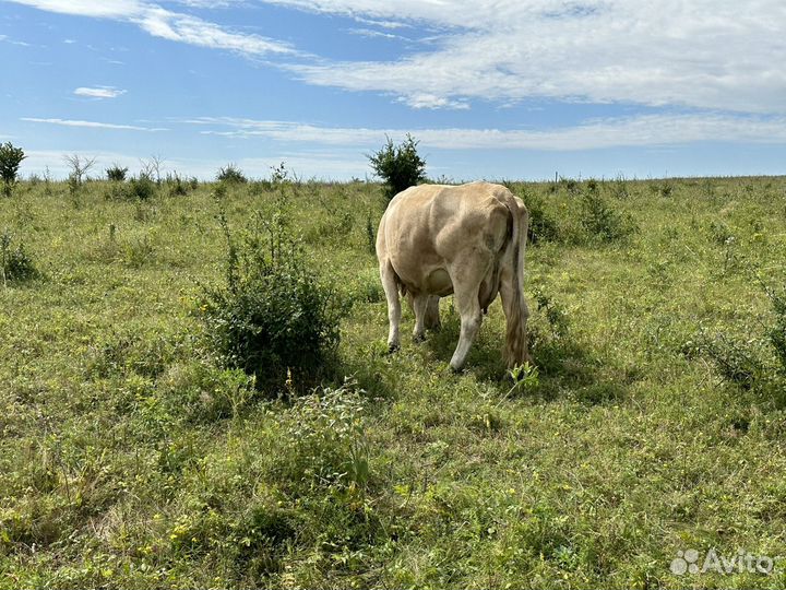 Коровы дойные стельные