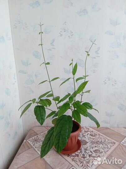 Гибискус Жасмин Клеродендрум