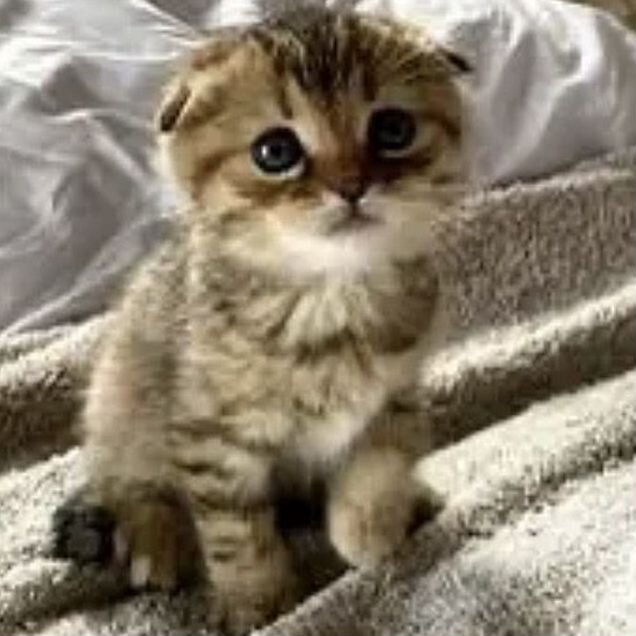 Шотландский вислоухий длинношёрстный котёнок