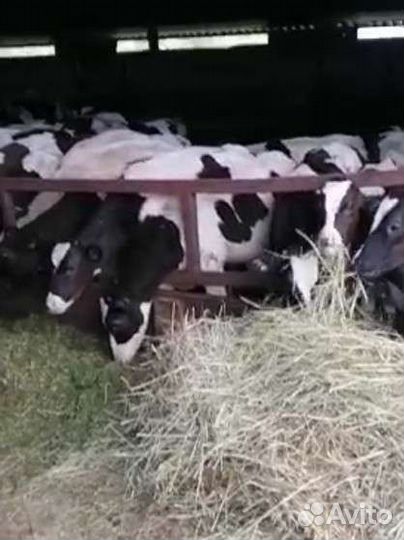 Бычки телята