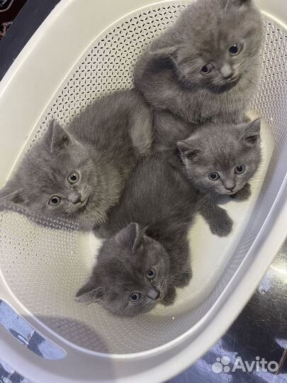 Британские котята