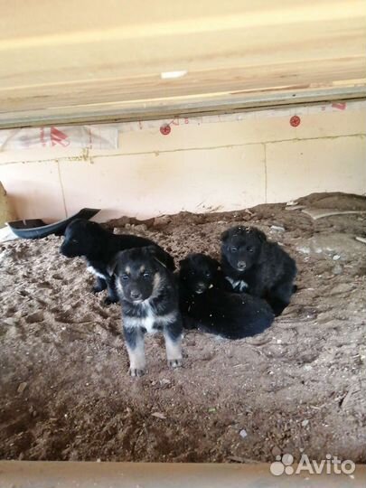 Щенки