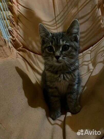 Очень красивая мурлыка