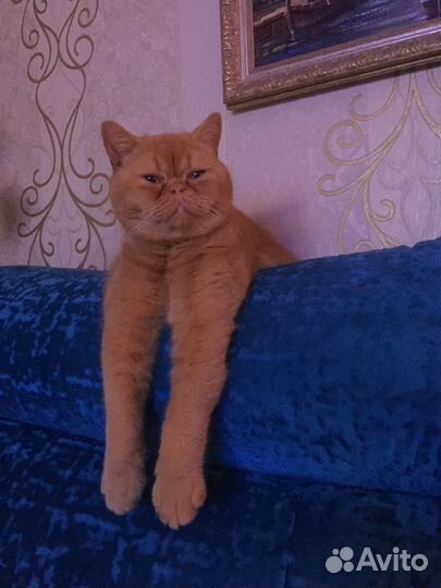 Котик ищет добрых хозяев