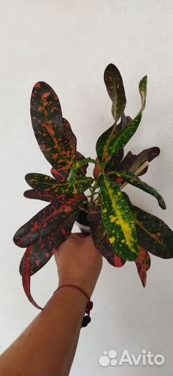 Кротон батик