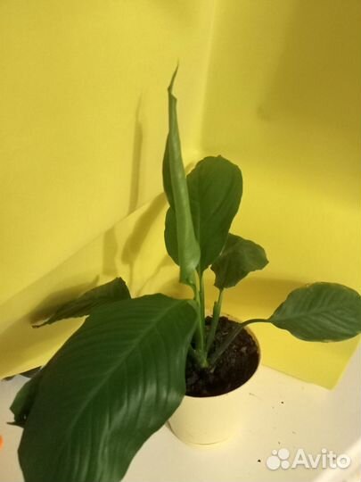 Специфилиум