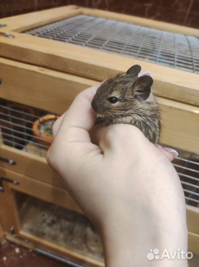 Малыши дегу