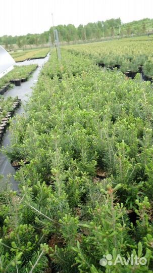 Пихта бальзамическая 20-30см