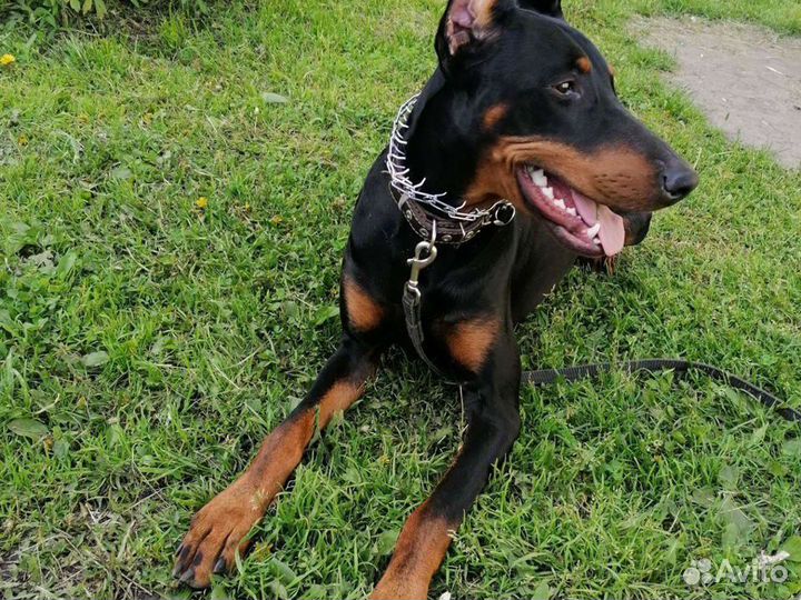 Доберман вязка