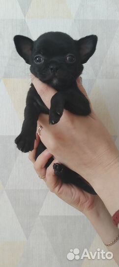 Щенки чихуахуа