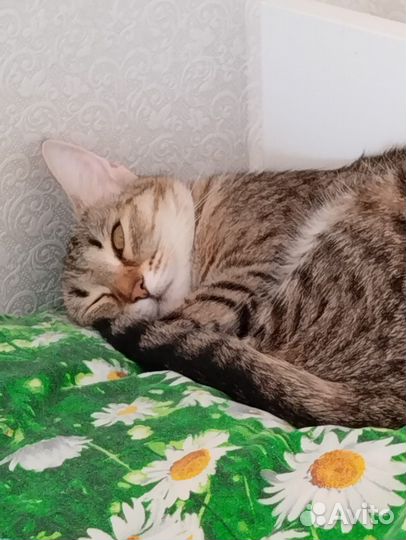Кошка в дар бесплатно