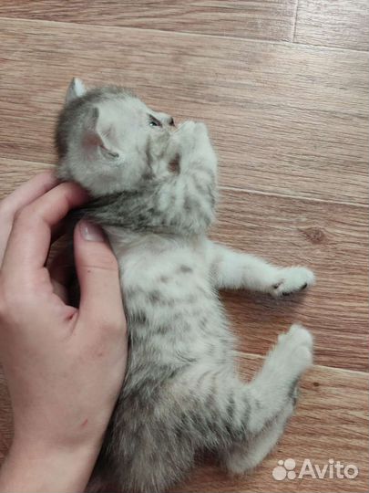 Шотландские котята